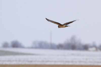 Hen Harrier - Bl krrhk