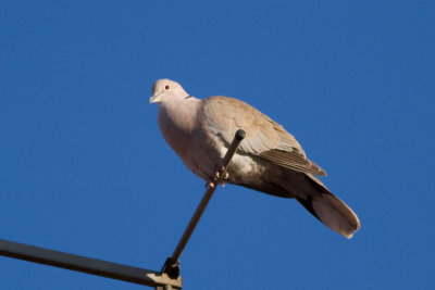 Eurasian Collared Dove - Turkduva