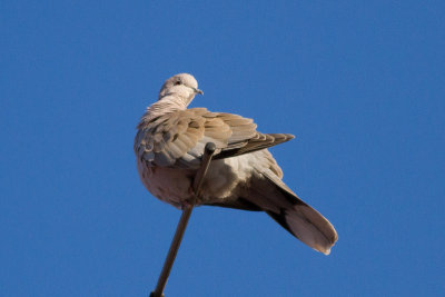 Eurasian Collared Dove - Turkduva
