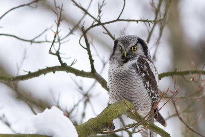 Northern Hawk Owl - Hökuggla