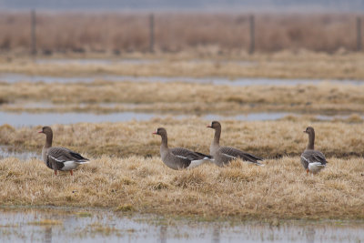 Greater White-fronted Goose - Blsgs