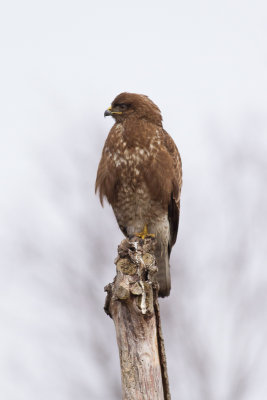 Common Buzzard - Ormvrk