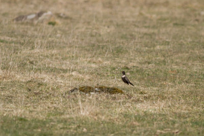 Ring Ouzel - Ringtrast