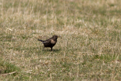 Ring Ouzel - Ringtrast