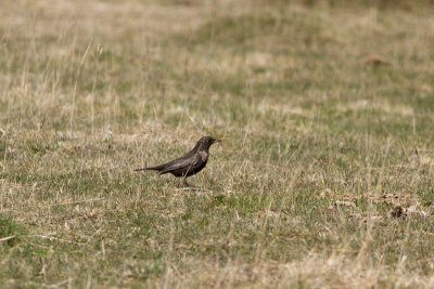 Ring Ouzel - Ringtrast