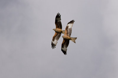 Red Kite - Rd glada