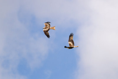 Red Kite - Rd glada