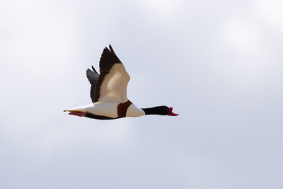 Common Shelduck - Gravand