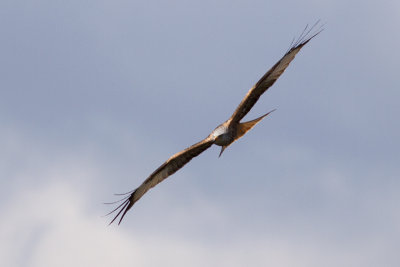 Red Kite - Rd glada