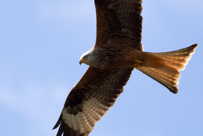 Red Kite - Rd glada