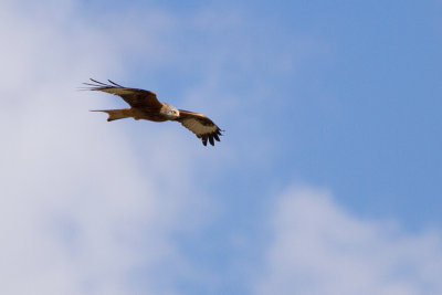 Red Kite - Rd glada