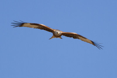 Red Kite - Rd glada