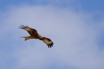 Red Kite - Rd glada