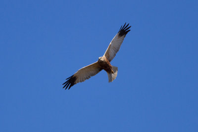 Western Marsh Harrier - Brun krrhk