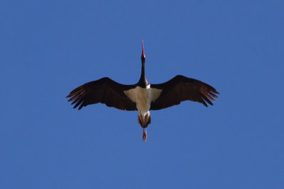 Black Stork - Svart stork