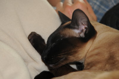 Carlito's siesta