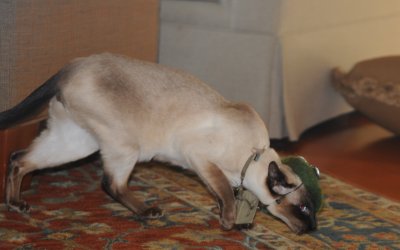 Agent L of the Bread Force Entry Team