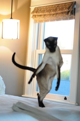 Dancing C