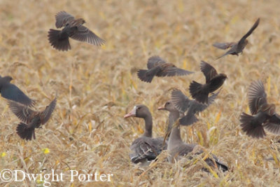 Greater White-fronted Geese and Blackbirds