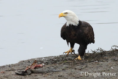 Bald Eagle