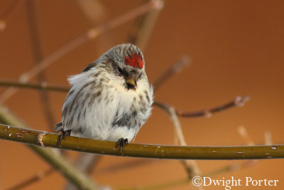Common Redpoll