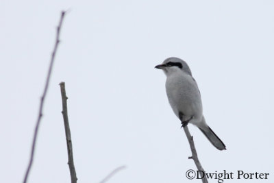 Northern Shrike
