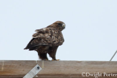 Rough-legged Hawk