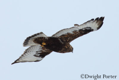 Rough-legged Hawk