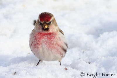 Common Redpoll