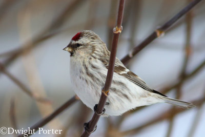 Hoary Redpoll