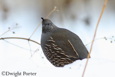 California Quail