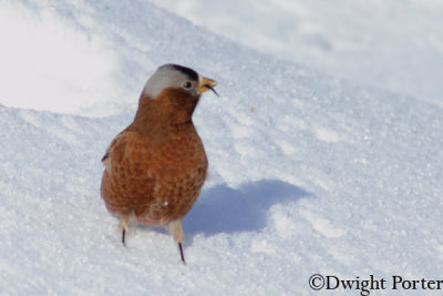 Gray-crowned Rosy-Finch