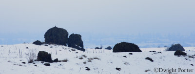 Snowy Owl