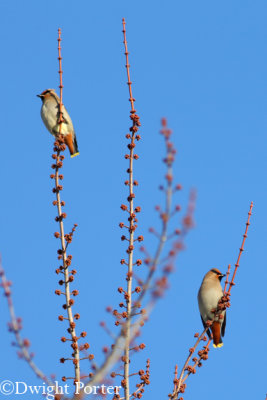Bohemian Waxwings