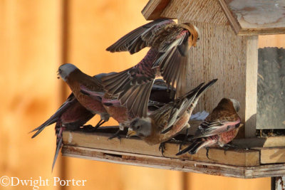 Feeder Frenzy
