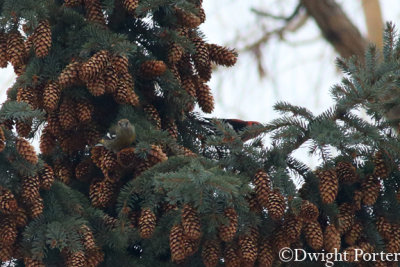 White-winged Crossbills