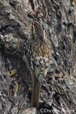 Brown Creeper