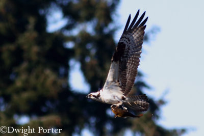 Osprey