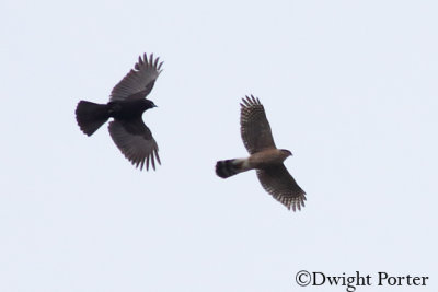 Crow vs. Cooper's Hawk