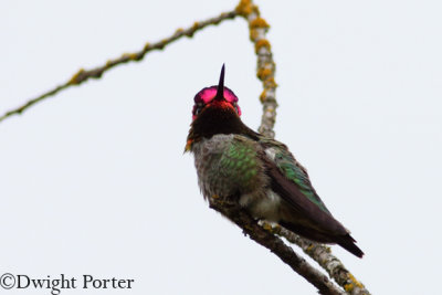 Anna's Hummingbird