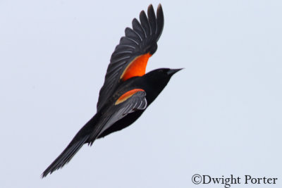 Red-winged Blackbird