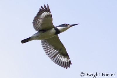 Belted Kingfisher