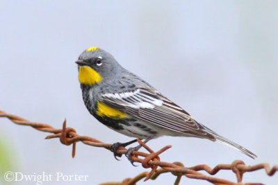 Yellow-rumped Warbler