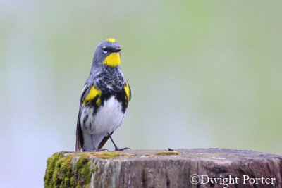 Yellow-rumped Warbler