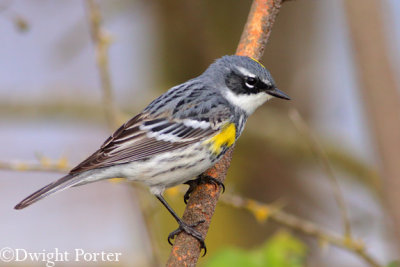 Yellow-rumped Warbler