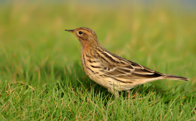 Red-throated Pipit
