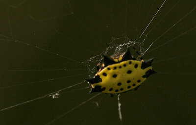 Gastrocantha