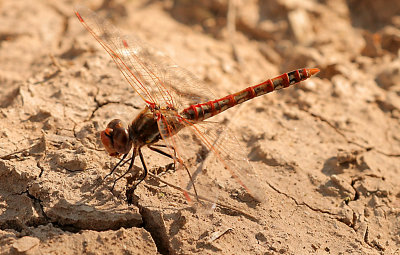 Variegated Meadowhawk