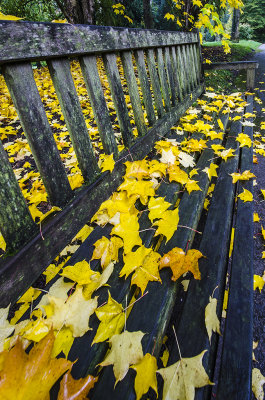 The Long Bench