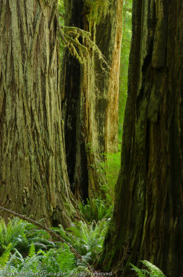 Pacific NorthWest  2011